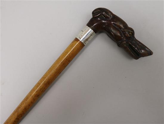 A walking stick with carved burr walnut handle in shape of a greyhounds head length 80cm